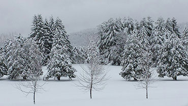 Picture of the Month Winter at PPCC